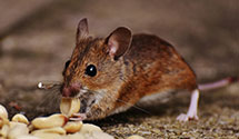 24 Hour & Emergency Exterminators in Stoughstown, PA